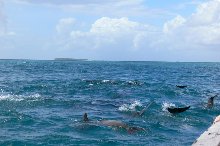 Lodný výlet je skvelou kombináciou šnorchlovania a pozorovania delfínov.